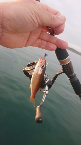 クロムツの釣果