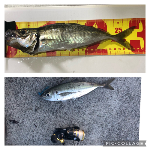 アジの釣果