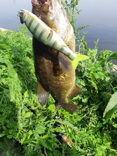スモールマウスバスの釣果
