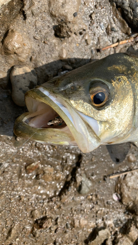 フッコ（マルスズキ）の釣果