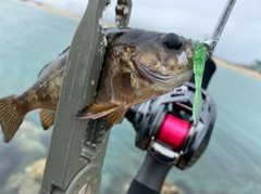 シロメバルの釣果