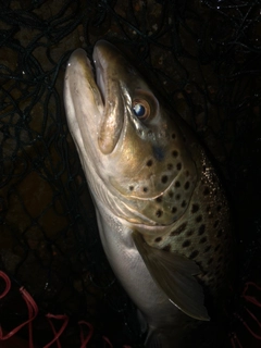 ブラウントラウトの釣果