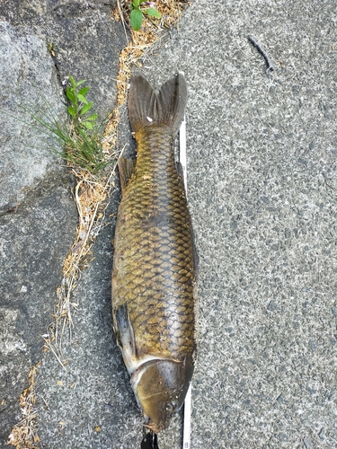 コイの釣果