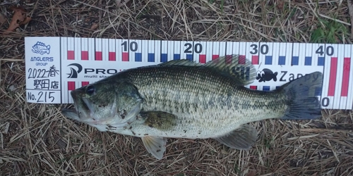 ブラックバスの釣果