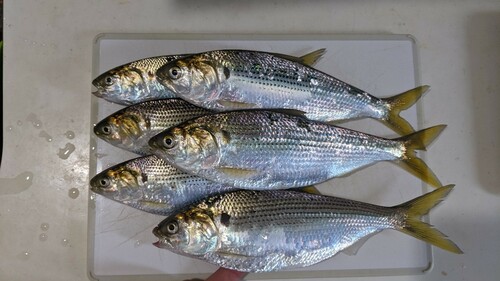 コノシロの釣果