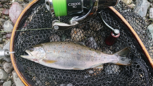 アマゴの釣果