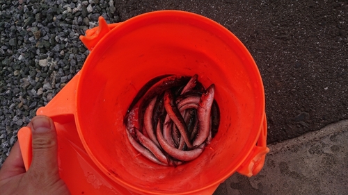 マイワシの釣果