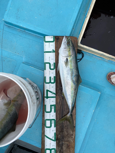 ハマチの釣果