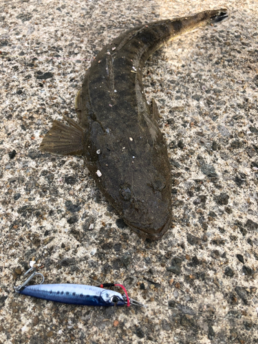 マゴチの釣果