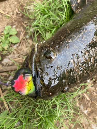 ライギョの釣果