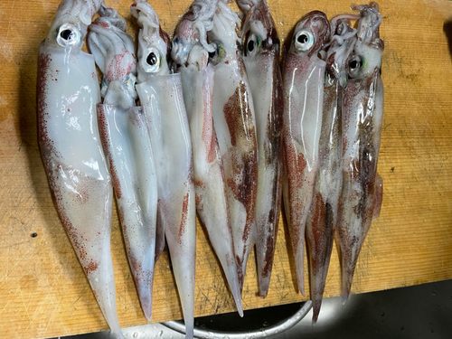 ヤリイカの釣果