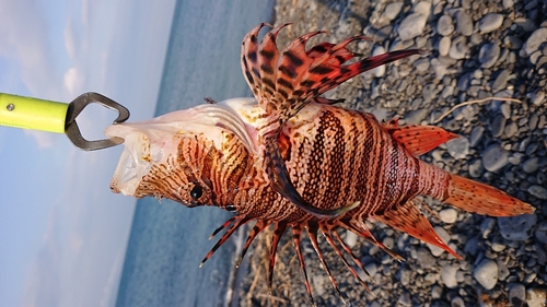 ミノカサゴの釣果