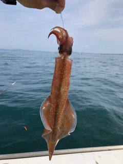 ヤリイカの釣果