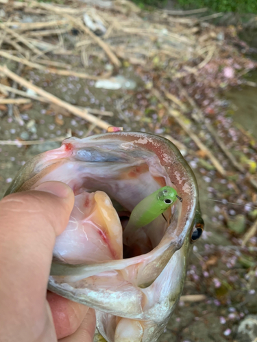 ブラックバスの釣果