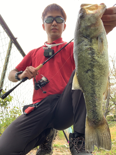 ブラックバスの釣果