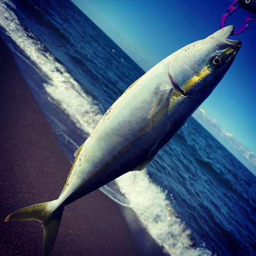 イナダの釣果