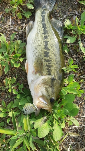 ブラックバスの釣果