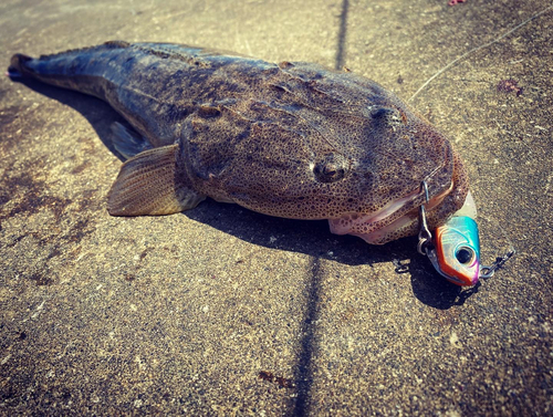 マゴチの釣果