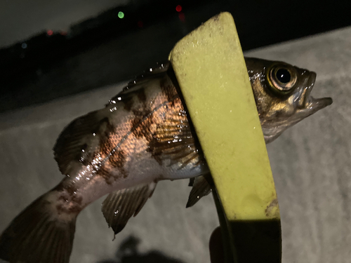 メバルの釣果