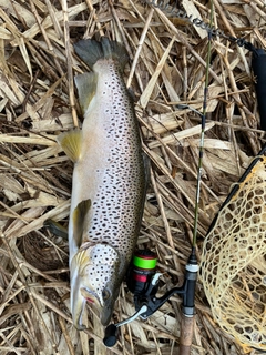 ブラウントラウトの釣果