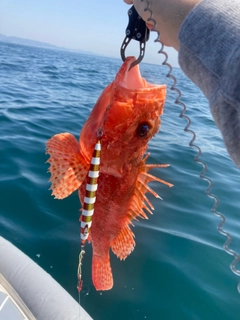 オニカサゴの釣果