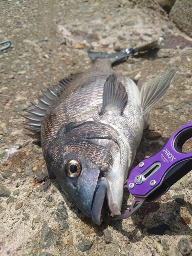 クロダイの釣果