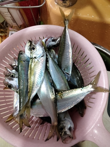 アジの釣果