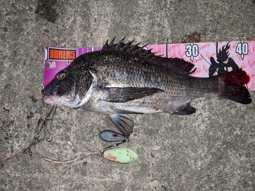 クロダイの釣果