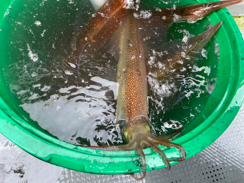 ヤリイカの釣果