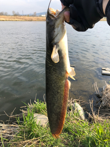 ナマズの釣果