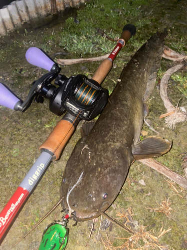 ナマズの釣果