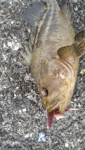 シマゾイの釣果