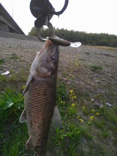 ニゴイの釣果