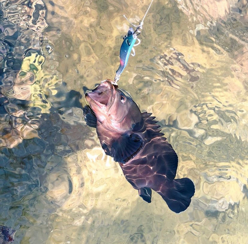 ヤミハタの釣果