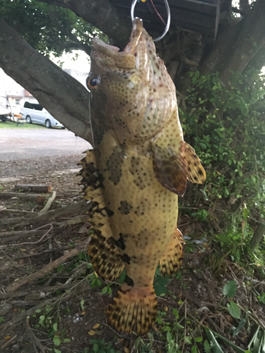 アカマダラハタの釣果