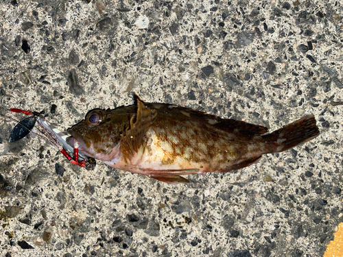 カサゴの釣果