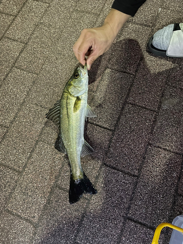 フッコ（マルスズキ）の釣果