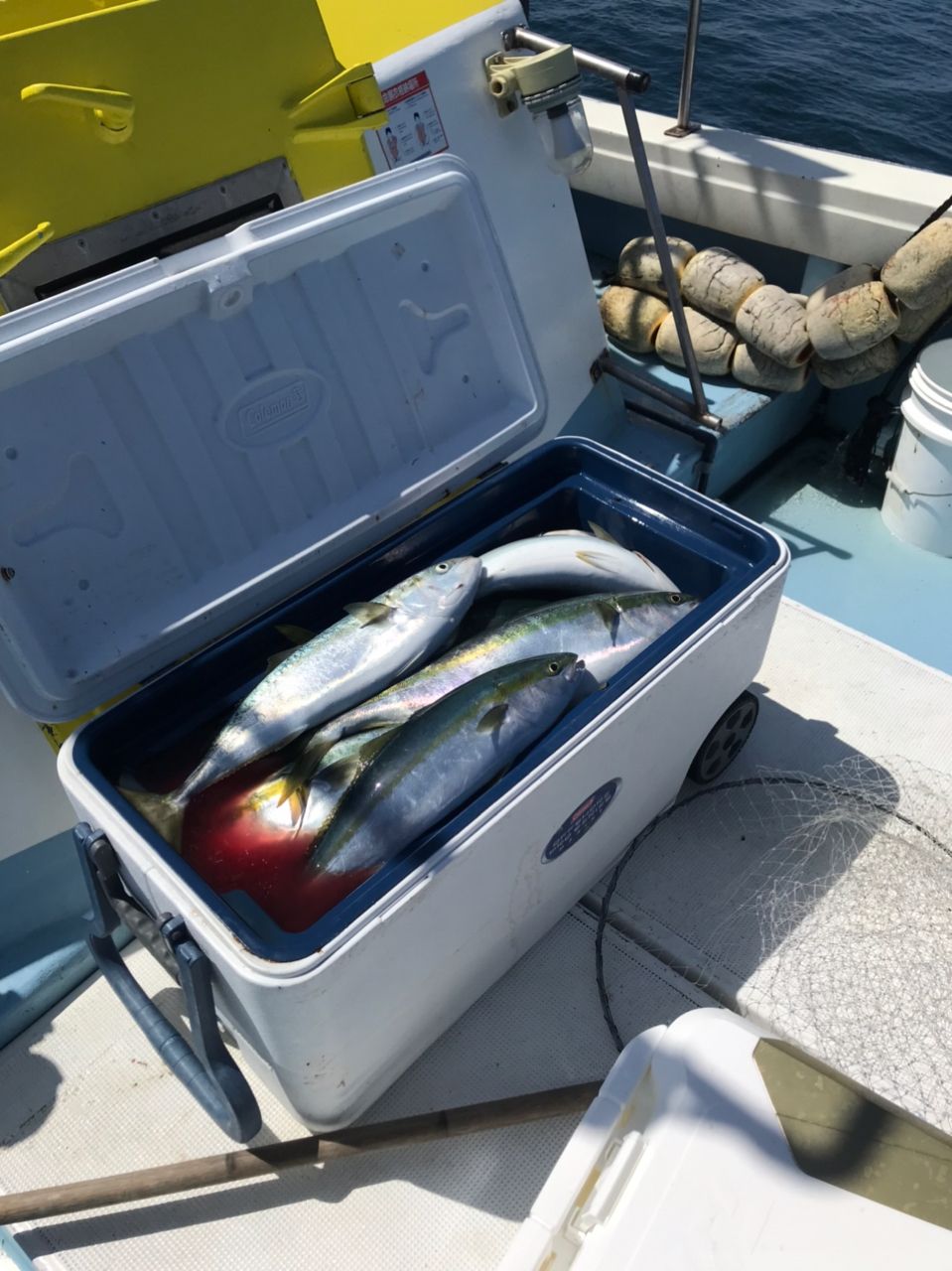 SALTIGAさんの釣果 2枚目の画像