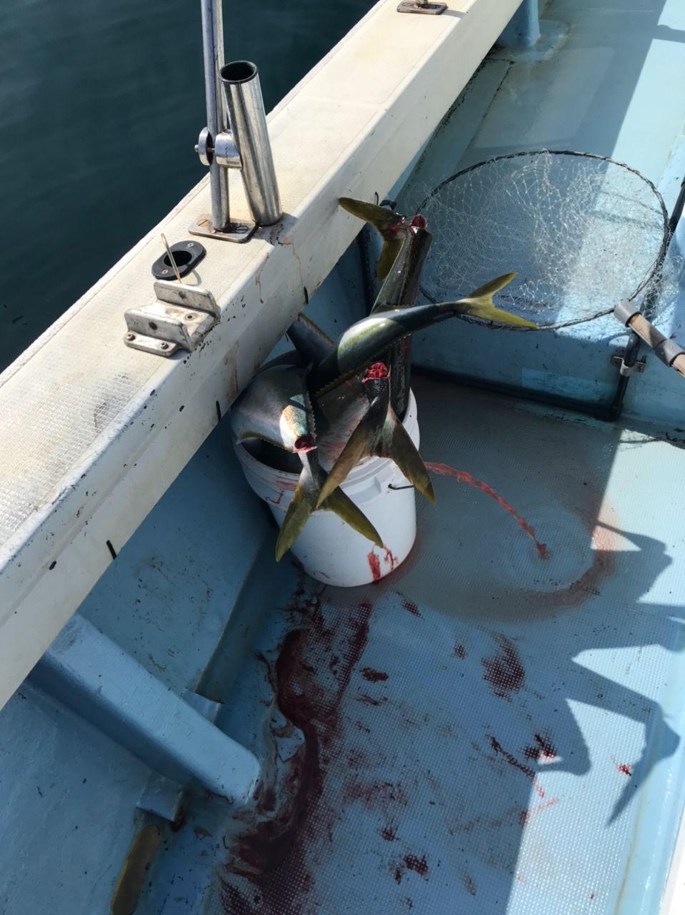 SALTIGAさんの釣果 3枚目の画像