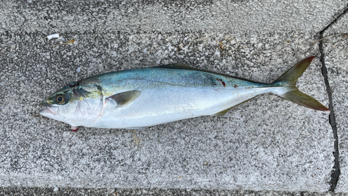 ハマチの釣果