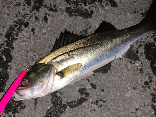 シーバスの釣果