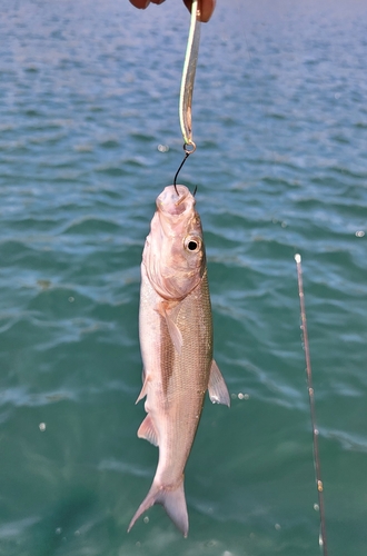 ウグイの釣果