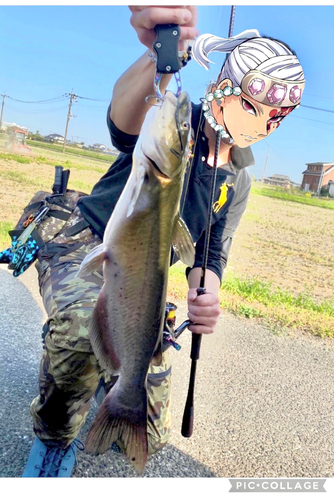 アメリカナマズの釣果