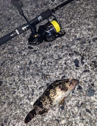 タケノコメバルの釣果