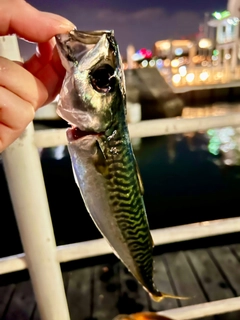 サバの釣果