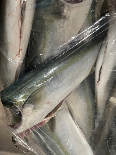 ツバスの釣果