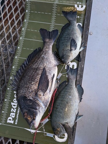 メジナの釣果