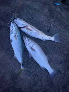 ヒラスズキの釣果