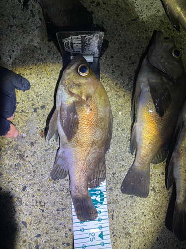 メバルの釣果