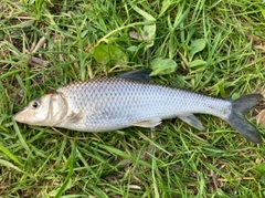 ニゴイの釣果